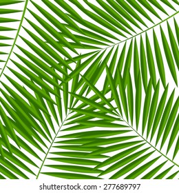 Palm Leaf  Background Vector Illustration.