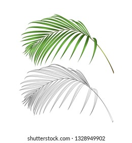 Palm leaf  decoration tropical  plant nature and outline  vintage vector illustration editable hand drawn