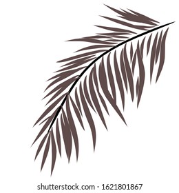 Palm leaf design. Isolated white background