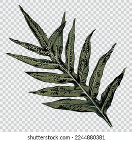 palm leaf drawing vector illustrations. Botanical floral hand drawn element.