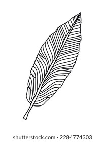palm leaf foliage nature icon