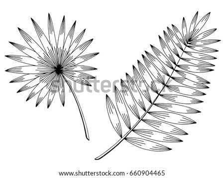 Palm leaf graphic black white isolated sketch illustration vector