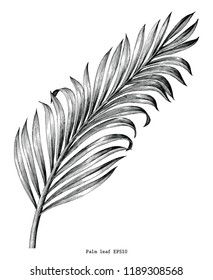 Palm Leaf Hand Draw Vintage Engraving Clip Art Isolated On White Background