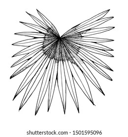 palm leaf, hand drawing vector isolated on white background, vector