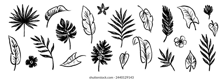 Palm leaf hand drawn crayon brush illustration. Foliage black tropical jungle leaves monstera, banana tree leaf texture silhouette elements. Hand drawn grunge black texture. Vector illustration.