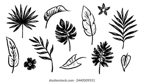 Palm leaf hand drawn crayon brush illustration. Foliage black tropical jungle leaves monstera, banana tree leaf texture silhouette elements. Hand drawn grunge black texture. Vector illustration.