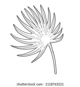 Palm leaf hand drawn illustration.