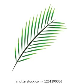 palm leaf icon