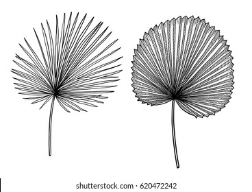 Palm leaf illustration, drawing, engraving, ink, line art, vector