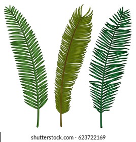 Palm leaf illustration, drawing, engraving, ink, line art, vector