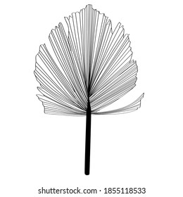 Palm leaf illustration in line style, outline.