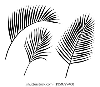 Palm leaf illustration set