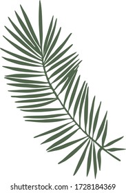 Palm leaf isolated on a white background. Vector graphics. Silhouette.