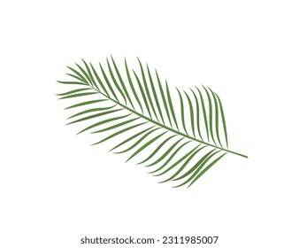 Palm leaf isolated on white background. Nature. Vector icon