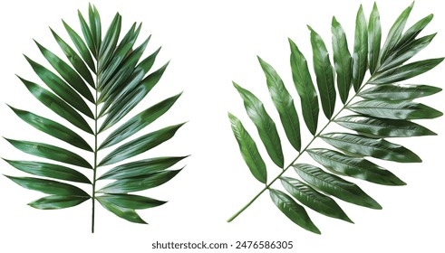 palm leaf isolated on white background