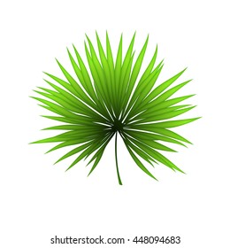 Palm leaf isolated on white background. Tropical illustration. Summer style. Nice element for your project.