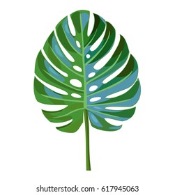 Palm leaf isolated on a white background.