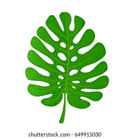 Palm leaf isolated on white background, illustration.