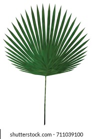 Palm leaf isolated on a white background. leaf in low poly style. 