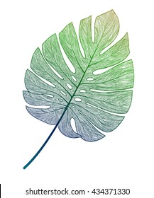 Palm leaf isolated. Vector illustration.