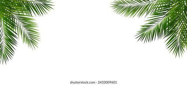 Palm Leaf Isolated White Background With Gradient Mesh, Vector Illustration