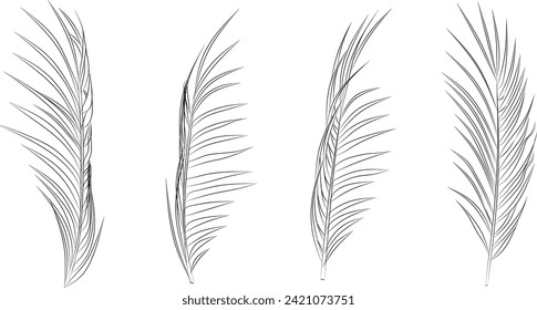 palm leaf line sketch illust natural