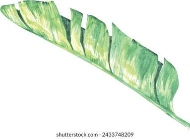 Palm leaf, monstera plant. Hand drawn watercolor plant of paradise. Tropics, jungle, exotic, paradise