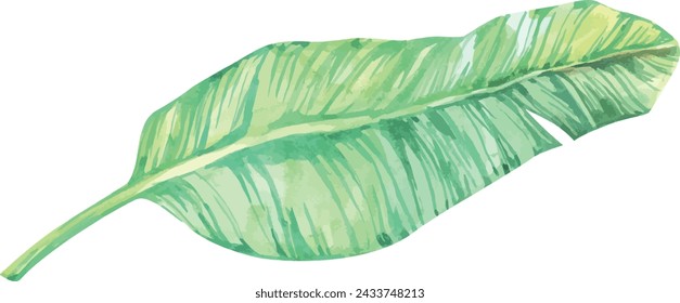 Hoja de palma, planta monstruosa. Planta de acuarela dibujada a mano del paraíso. Tropics, selva, exótico, paraíso