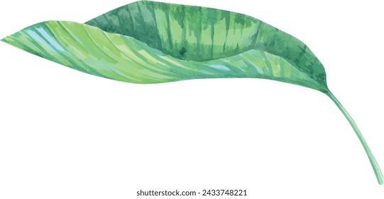 Hoja de palma, planta monstruosa. Planta de acuarela dibujada a mano del paraíso. Tropics, selva, exótico, paraíso