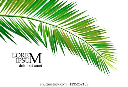 palm leaf on white background
