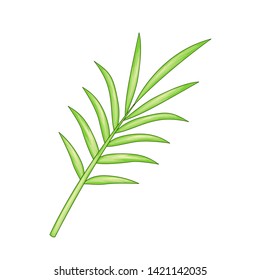 Palm leaf on white background.
