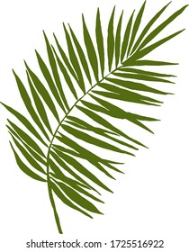 Palm leaf on a white background. Vector graphics.