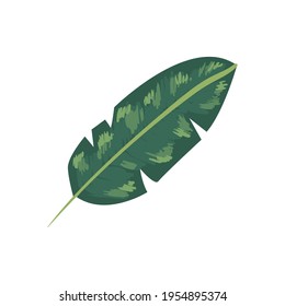 hoja de palma sobre fondo blanco