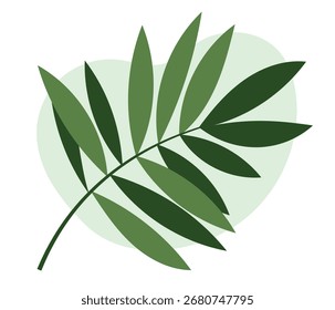 Hoja de palma sobre fondo blanco. Vector de planta verde. Elemento para el diseño.
