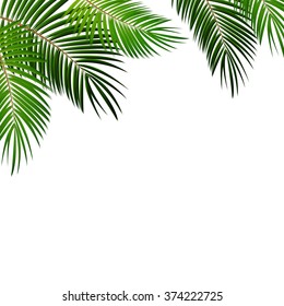 Palm Leaf on White Background with Place for Your Text Vector Illustration EPS10