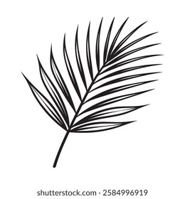 Palm leaf on a white background.2