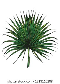 palm leaf on white background,hand draw