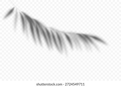 Palm leaf overlay on transparent background. Summer shade of plant. Vector tropical branch silhouette. Realistic blurred foliage illustration. Exotic botanical sunlight reflection.
