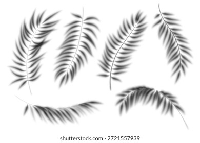 Sombra de superposición de hojas de palmera. Sombra transparente del árbol tropical de la ventana. Silueta de rama. Reflexión borrosa floral realista