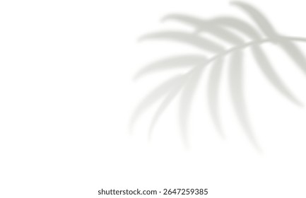 Palm leaf shadow isolated on white background. Gray realistic blurred tropical leaves. Design element for summer banner, flyer, poster, mockup. Natural shadows overlay effect. Vector illustration