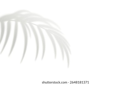 Palm leaf shadow isolated on white background. Gray realistic blurred tropical leaves. Design element for summer banner, flyer, poster, mockup. Natural shadows overlay effect. Vector illustration
