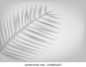 Palm leaf shadow overlay effect on transparent background