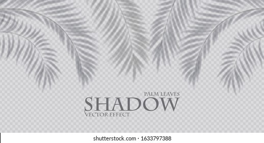 Palm leaf shadow transparent effect. Exotic design element.