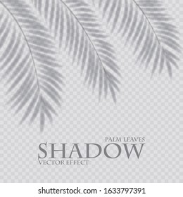 Palm leaf shadow transparent effect. Exotic design element.