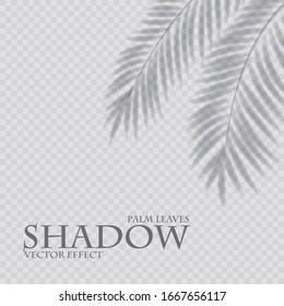 Palm leaf shadow transparent effect. Exotic design element.