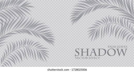 Palm leaf shadow transparent effect. Exotic design element.