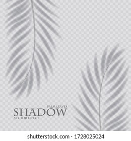 Palm leaf shadow transparent effect. Exotic design element.