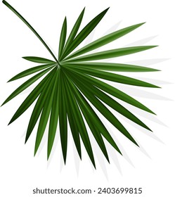 Hoja de Palma y Sombra,Ilustración vectorial.Verano tropical, hojas de coco, fondo de verano de vacaciones. Eps 10