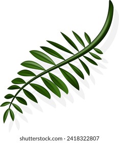 Palm Leaf and Shadow,Vector illustration.Tropical Summer, Coconut leaves, Holiday Summer backdrop. Eps 10