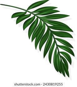 Palm Leaf and Shadow,Vector illustration.Tropical Summer, Coconut leaves, Holiday Summer backdrop. Eps 10
